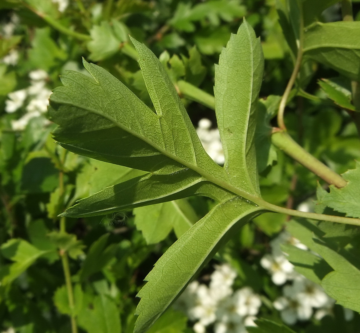 Image of Crataegus monogyna specimen.