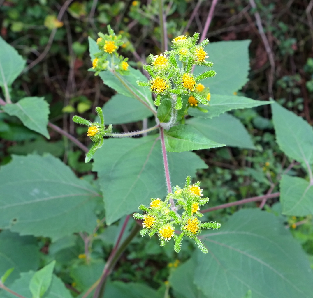 Изображение особи Sigesbeckia orientalis.