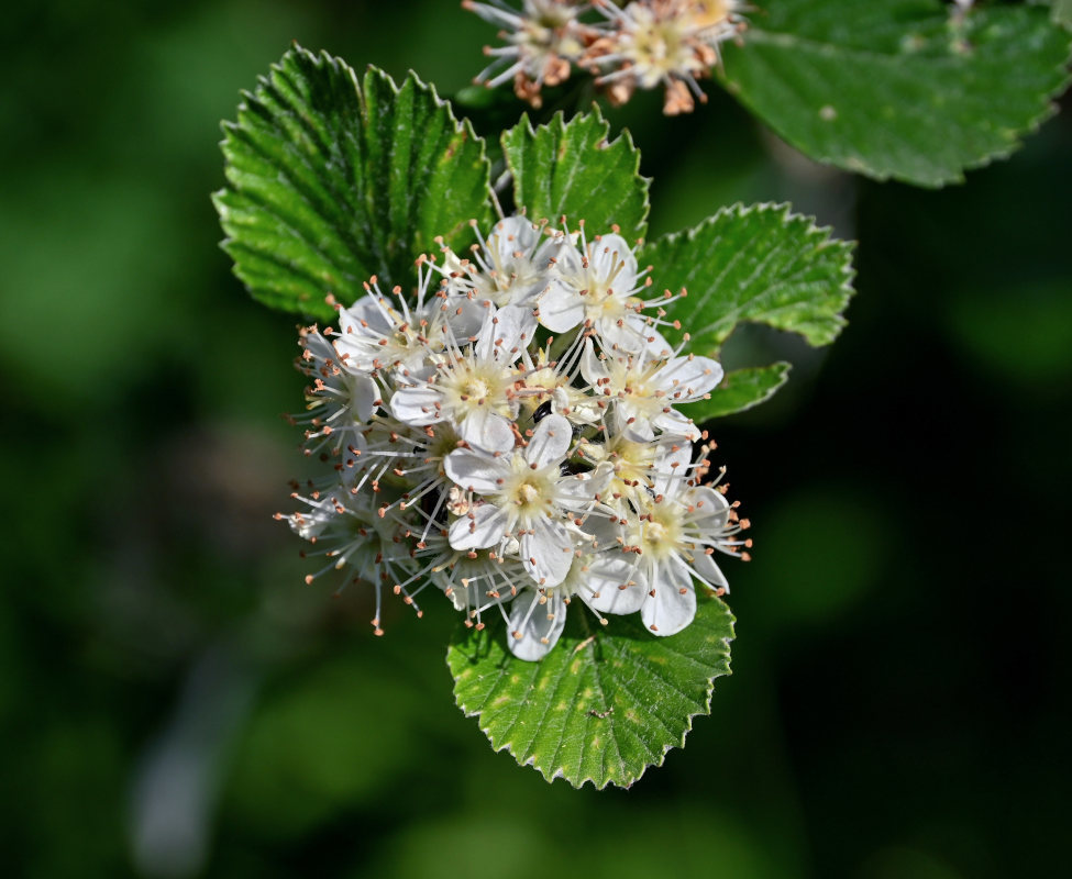 Image of Sorbus graeca specimen.