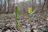 Gagea lutea