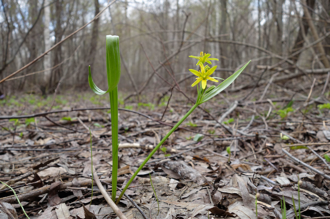 Изображение особи Gagea lutea.