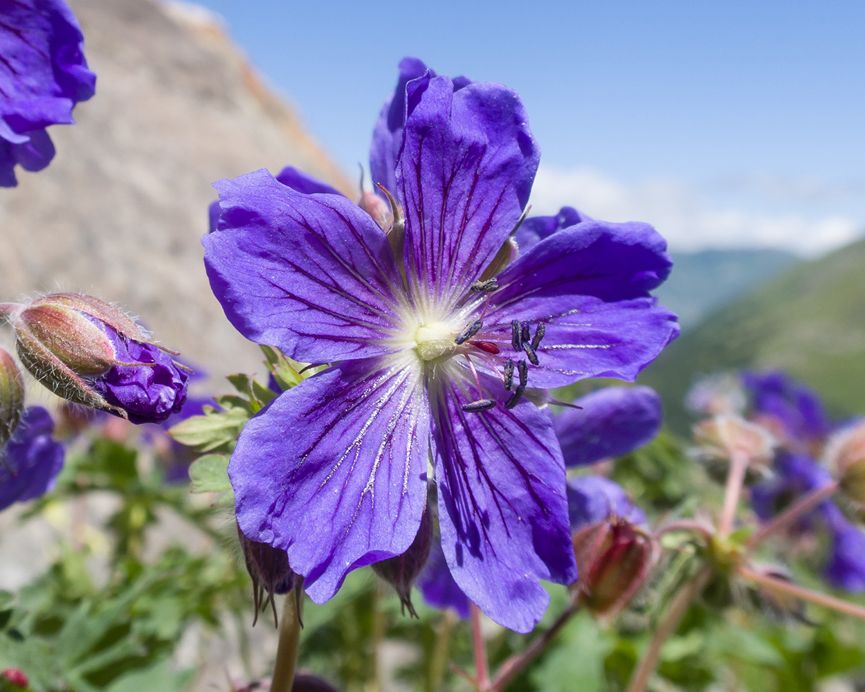 Image of Geranium gymnocaulon specimen.