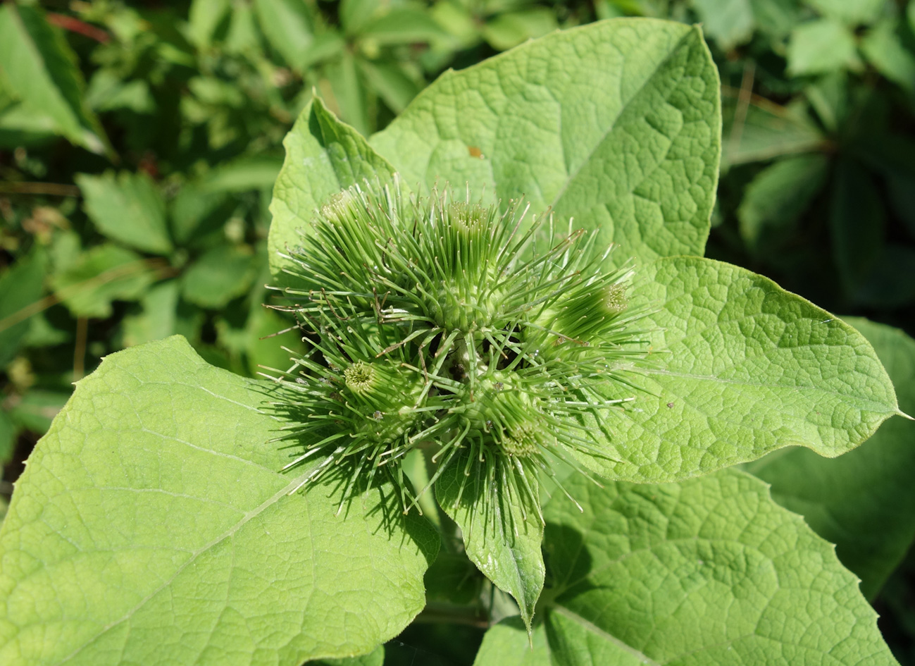 Изображение особи Arctium lappa.