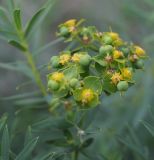 Euphorbia virgata
