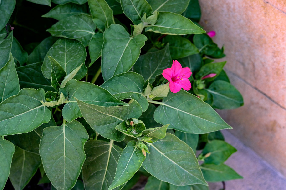 Image of Mirabilis jalapa specimen.