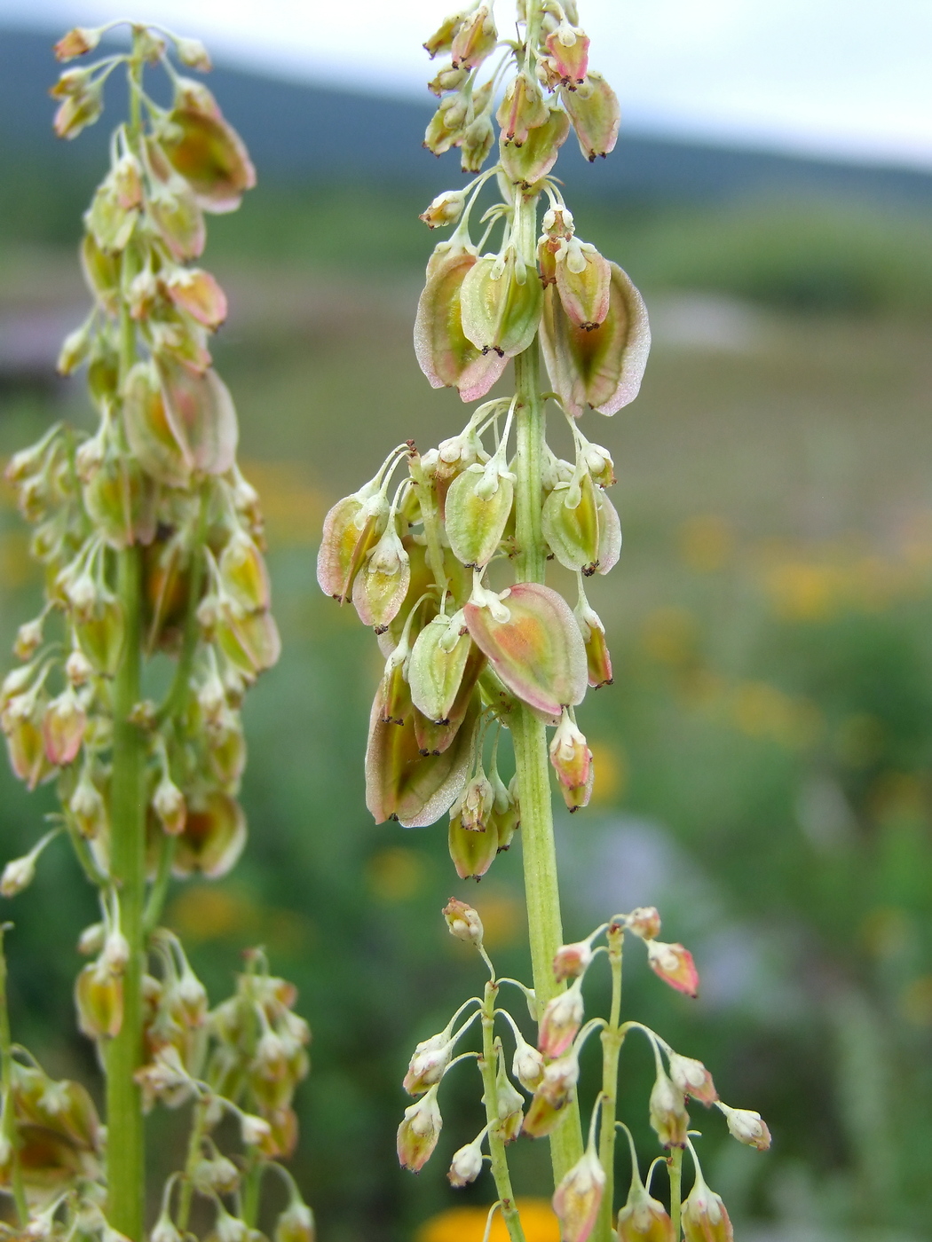 Изображение особи Rheum rhabarbarum.