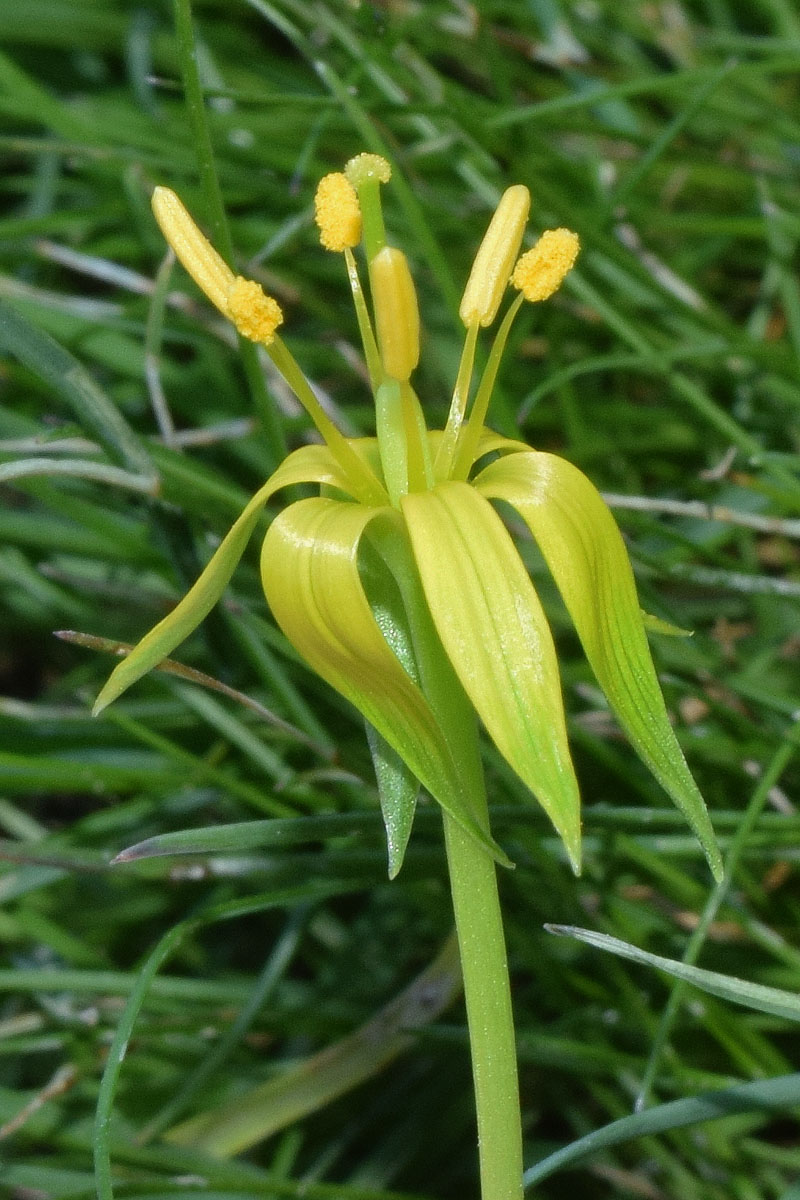 Изображение особи Gagea graminifolia.