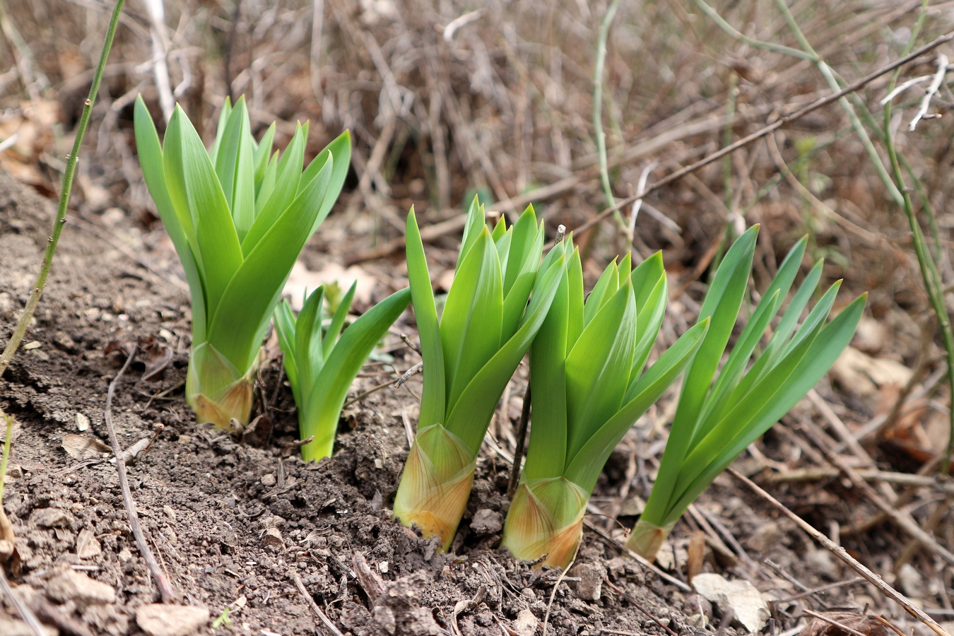 Image of Eremurus spectabilis specimen.