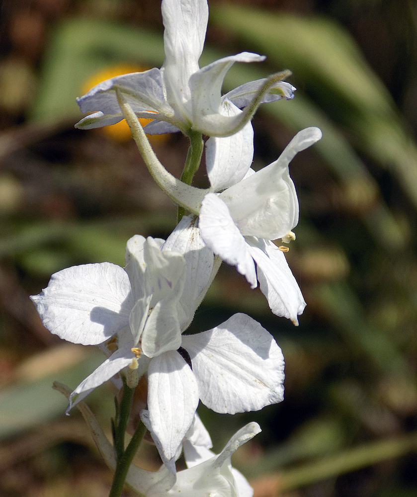 Image of Delphinium hispanicum specimen.