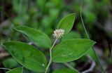 Smilacina dahurica