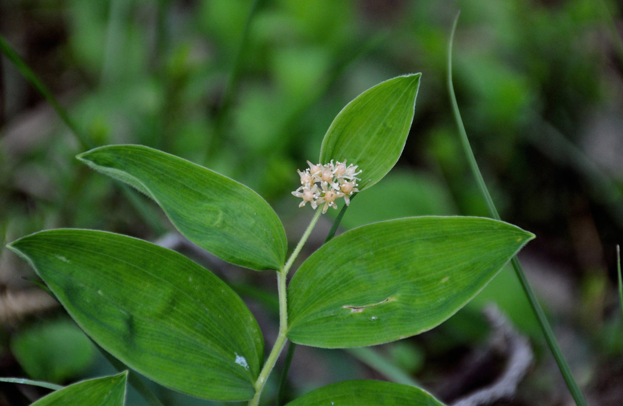 Изображение особи Smilacina dahurica.