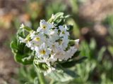 Argusia sibirica. Цветки. Казахстан, Мангистауская обл., Тупкараганский р-н, п-ов Мангистау, песчаный берег залива. 07.06.2022.