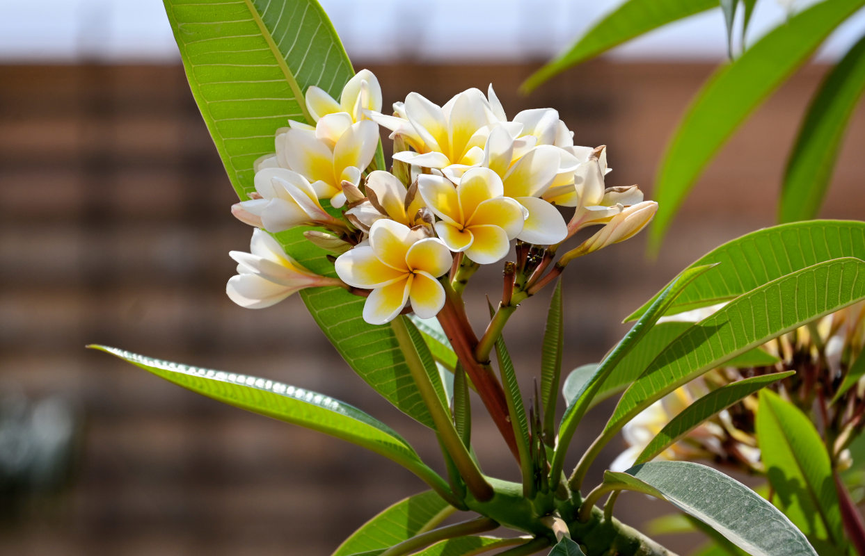 Image of Plumeria rubra var. acutifolia specimen.