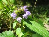 Prunella vulgaris. Верхушка цветущего растения. Казахстан, хр. Сырдарьинский Каратау, ущ. Беркара, ≈ 750 м н.у.м., ясеневый тугай, берег просачивающегося родничка. 15 июня 2023 г.