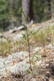 Solidago virgaurea. Расцветающее растение. Ленинградская обл., Лужский р-н, окр. оз. Лебевое, беломошный сосновый бор. 11.06.2023.