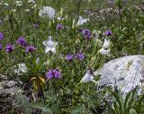 Campanula saxifraga. Цветущее растение (белоцветковая форма) в сообществе с Thymus. Карачаево-Черкесия, Карачаевский р-н, долина р. Кичкинекол, выс. ≈ 2200 м н.у.м. 16.07.2022.