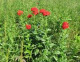 Lychnis chalcedonica