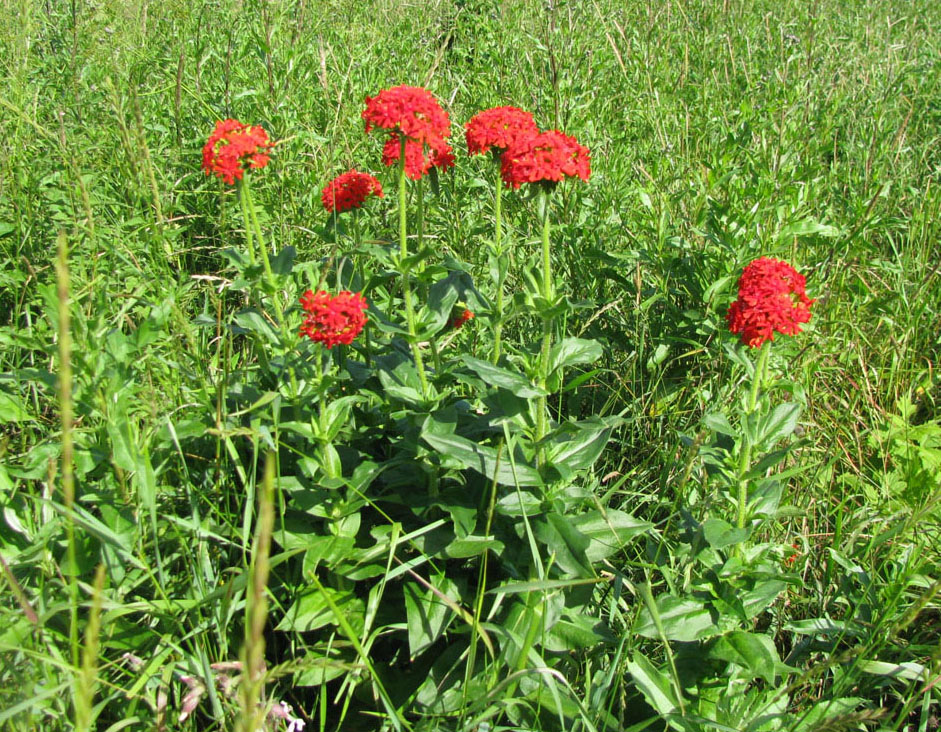 Изображение особи Lychnis chalcedonica.