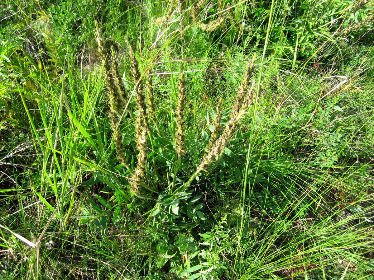 Image of Oxytropis komarovii specimen.