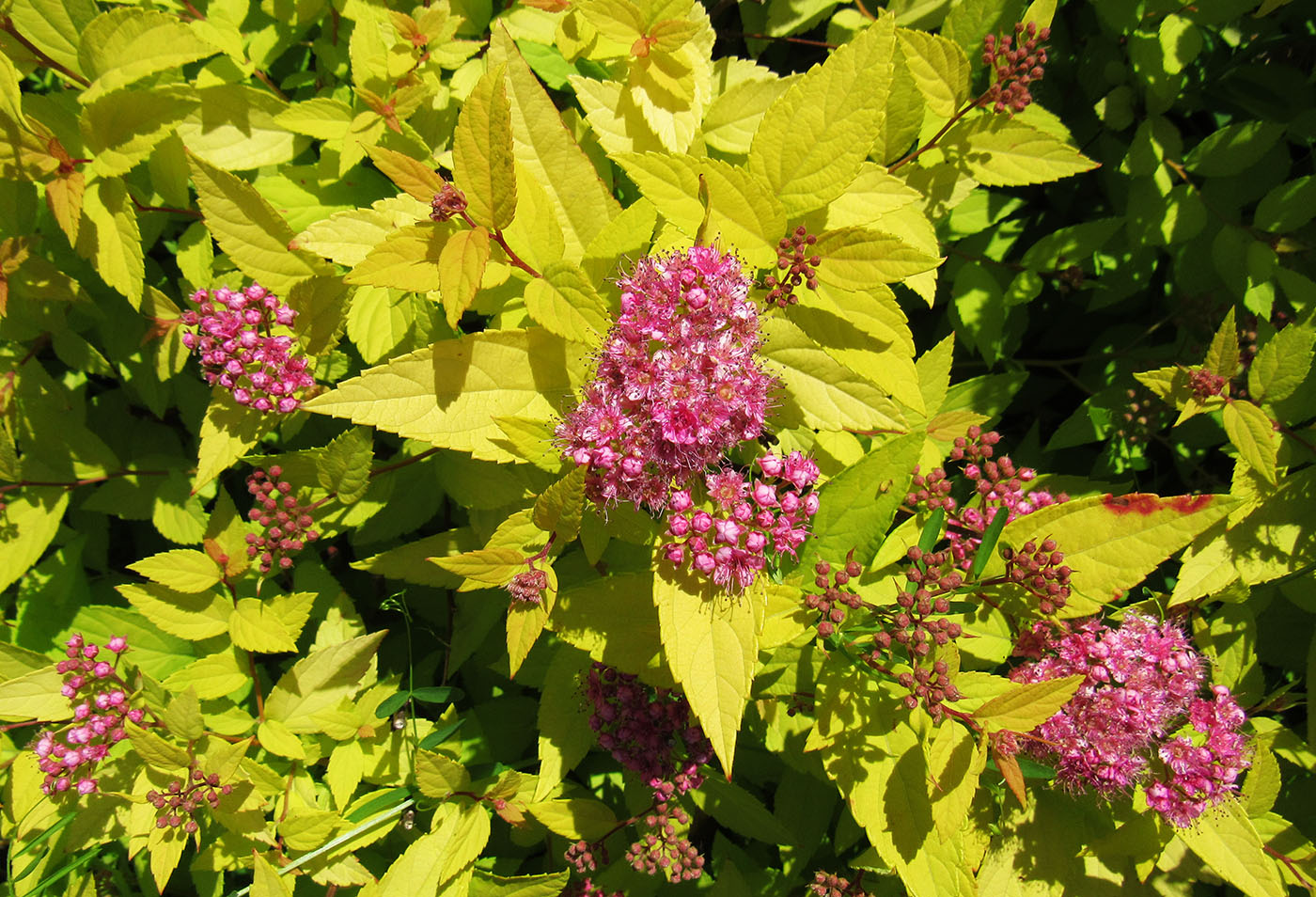 Изображение особи Spiraea japonica.