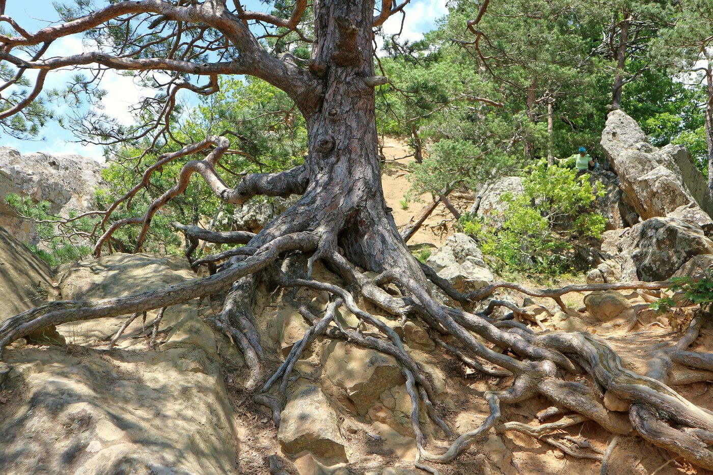 Image of Pinus sylvestris ssp. hamata specimen.