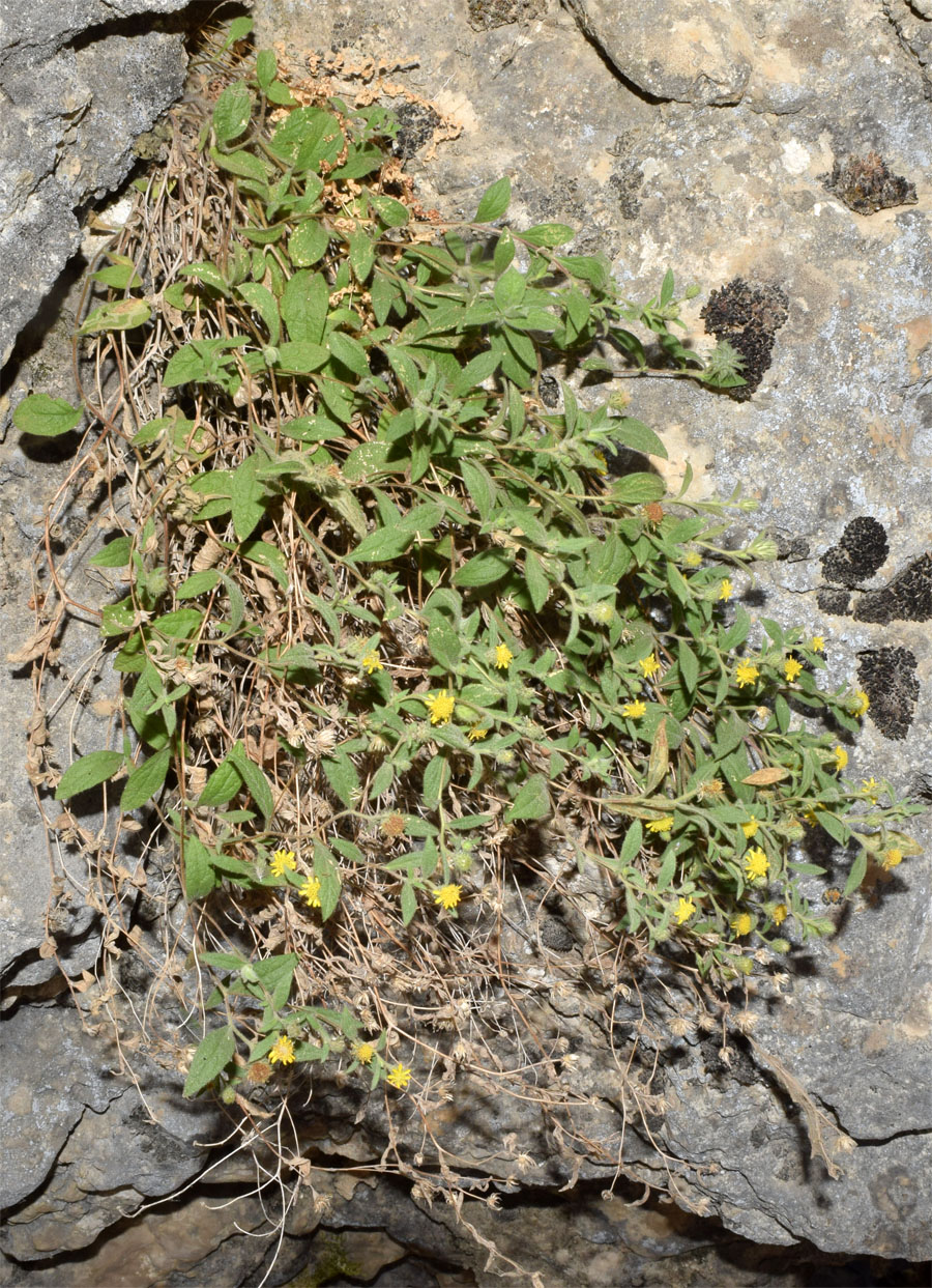 Image of Pentanema albertoregelia specimen.