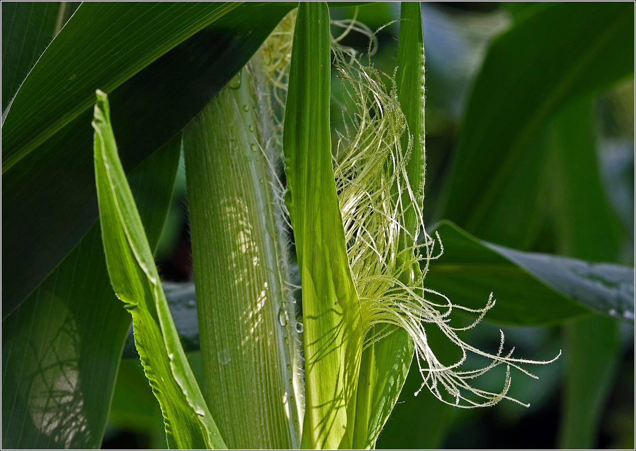 Image of Zea mays specimen.