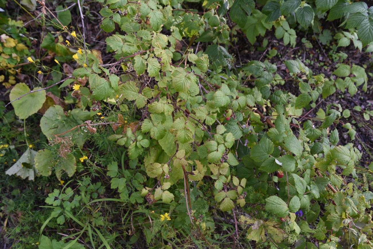 Image of Rubus idaeus specimen.