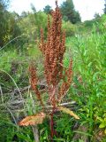 Rumex aquaticus. Верхняя часть плодоносящего растения. Окр. Томска, берег реки. 27.08.2009.