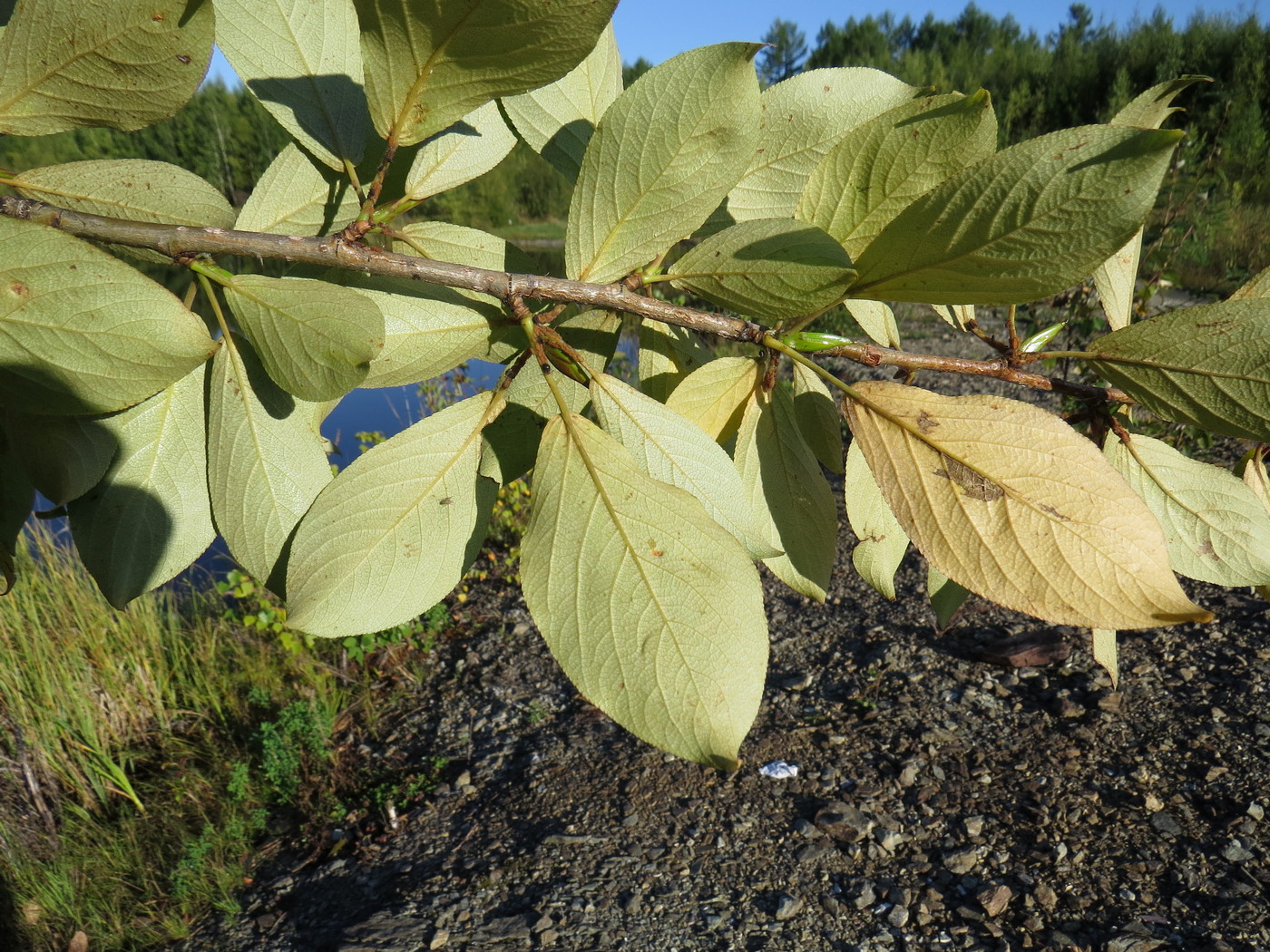 Изображение особи Populus suaveolens.