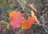 Populus tremula