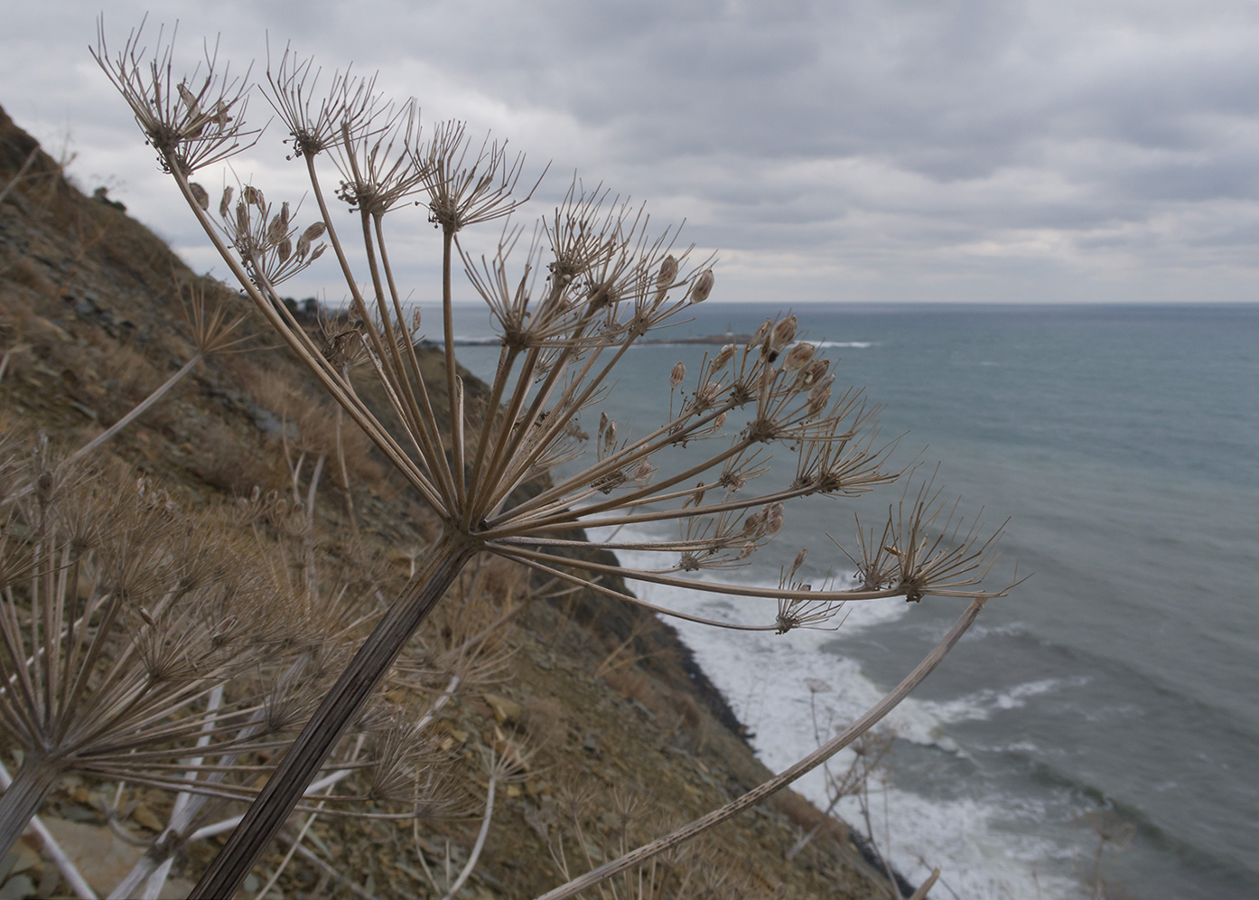 Image of Heracleum stevenii specimen.