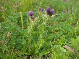 Cirsium simplex. Цветущие растения. Карачаево-Черкесия, Урупский р-н, хр. Загедан, гора Шхуанта, ≈ 2600 м н.у.м., Загеданские озёра, морена, альпийский луг. 08.08.2023.