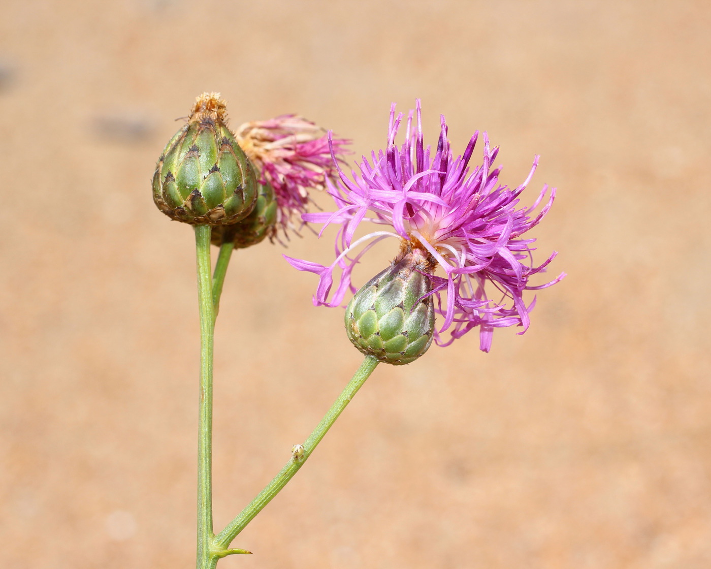 Изображение особи Centaurea adpressa.