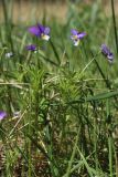 Viola maritima