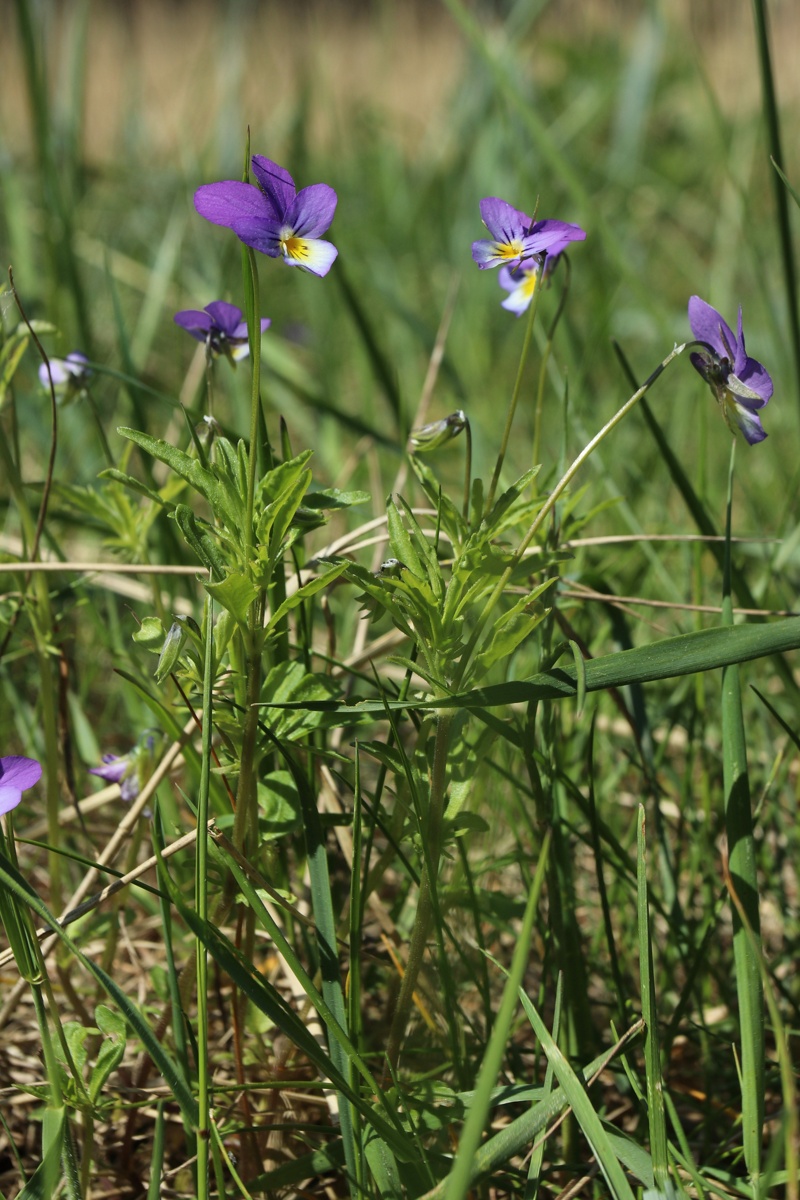 Image of Viola maritima specimen.