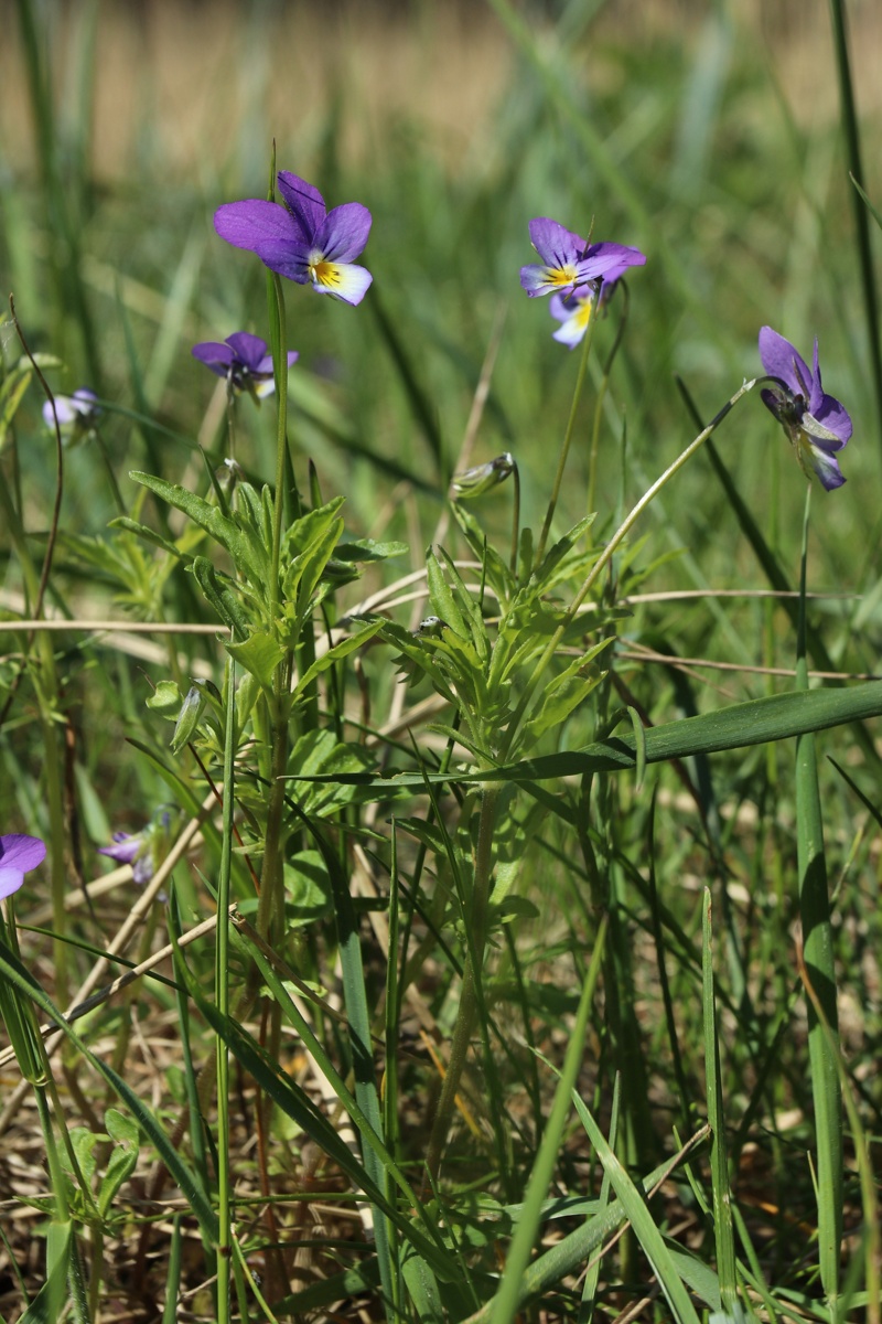 Изображение особи Viola maritima.