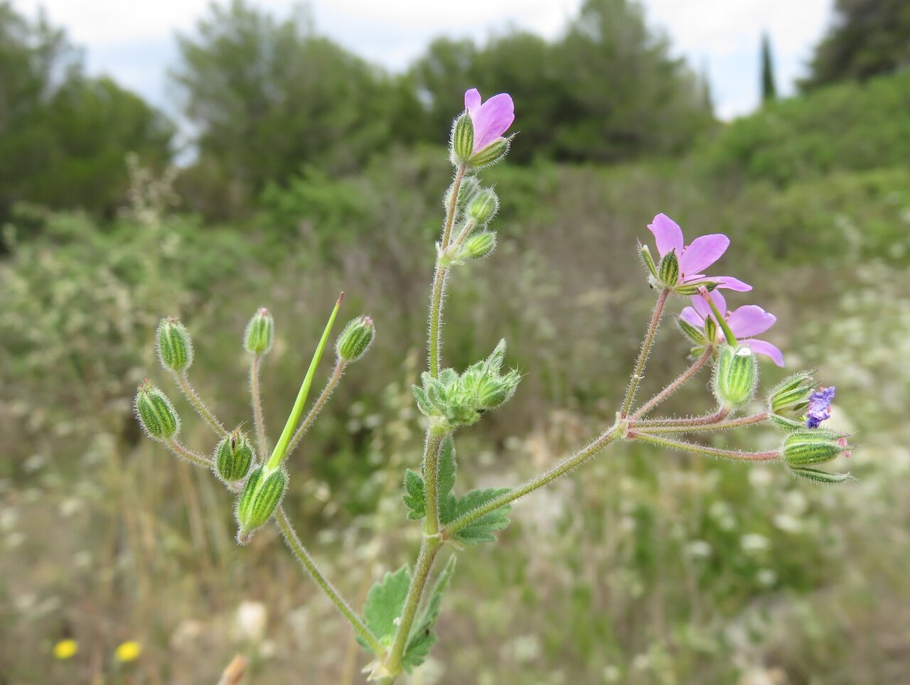 Изображение особи Erodium malacoides.