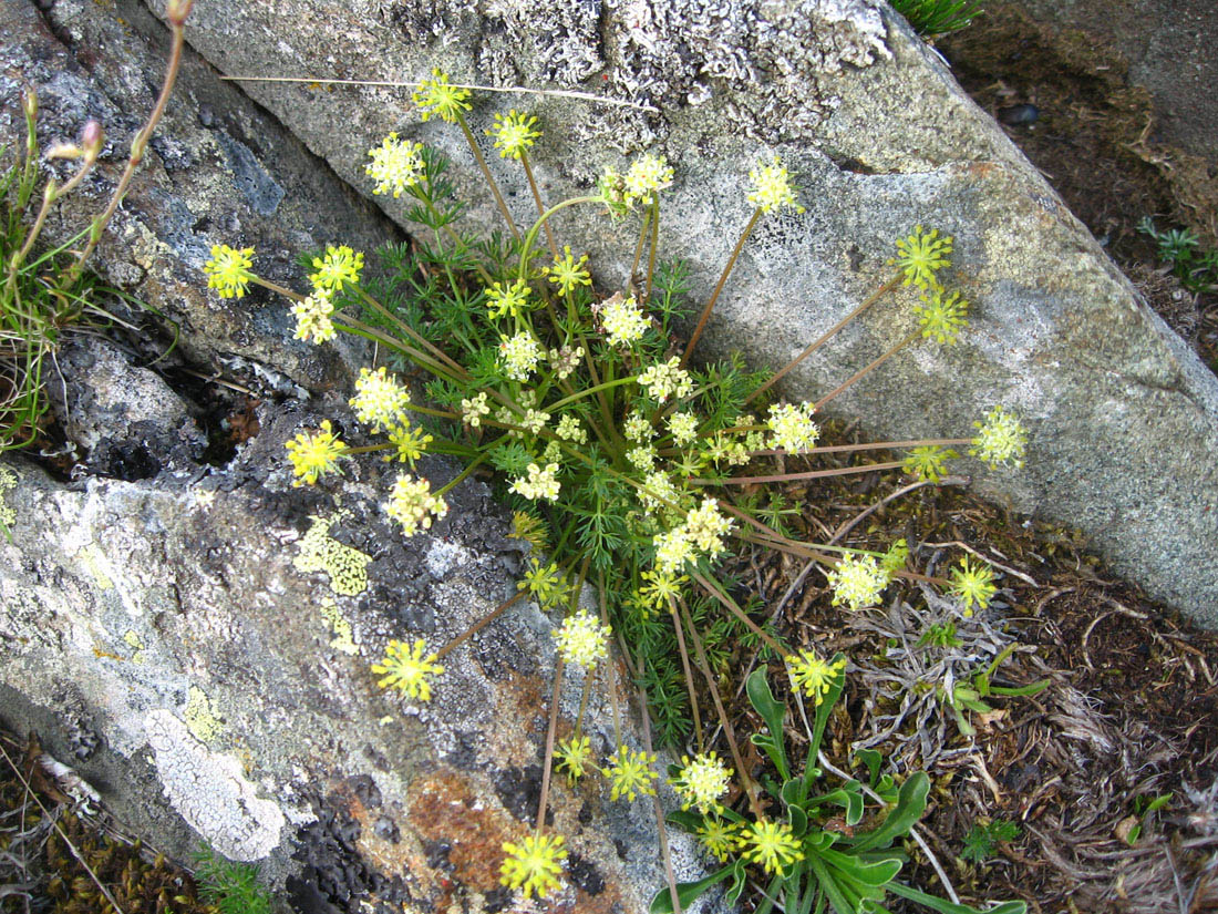 Image of Chamaesciadium acaule specimen.