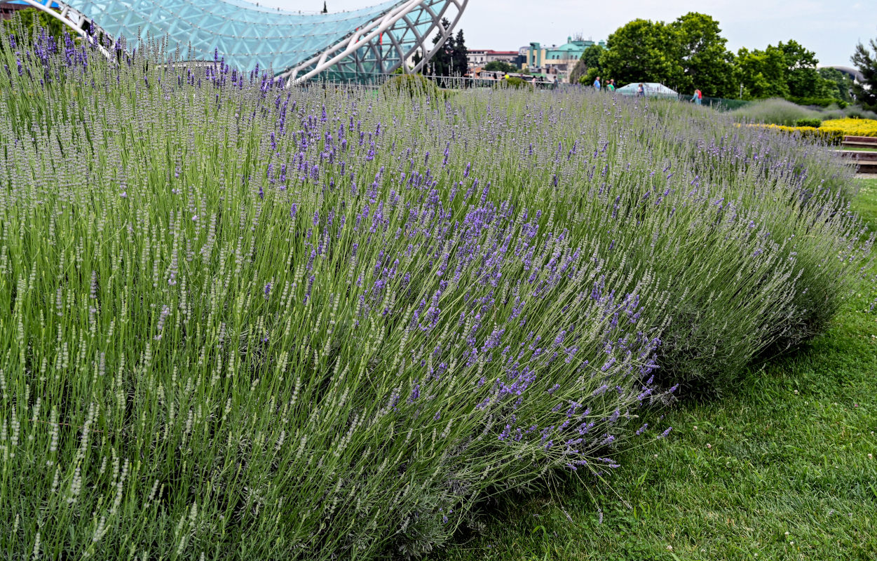 Image of Lavandula angustifolia specimen.