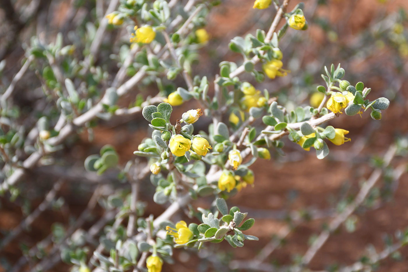 Image of Zygophyllum atriplicoides specimen.