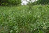 Vicia pannonica