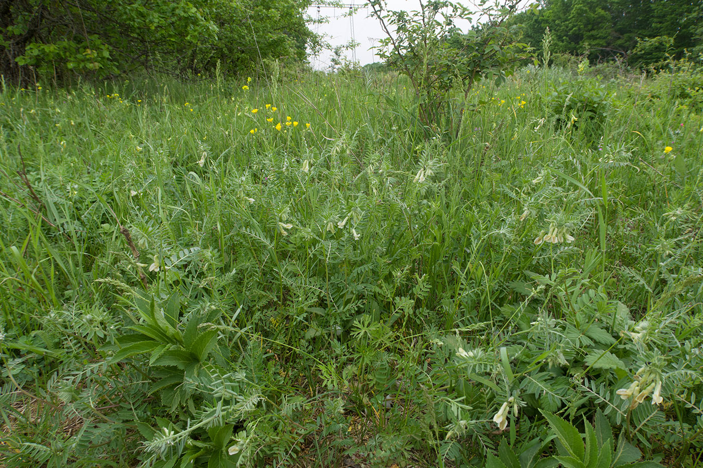 Image of Vicia pannonica specimen.