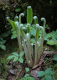 Phyllitis scolopendrium. Растение с разворачивающимися вайями. Абхазия, Гудаутский р-н, Рицинский реликтовый национальный парк, долина р. Юпшара, широколиственный лес. 13.04.2024.