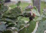 genus Opuntia. Верхушка плодоносящей ветви. Абхазия, Гагрский р-н, с. Лдзаа, озеленение. 13.04.2024.