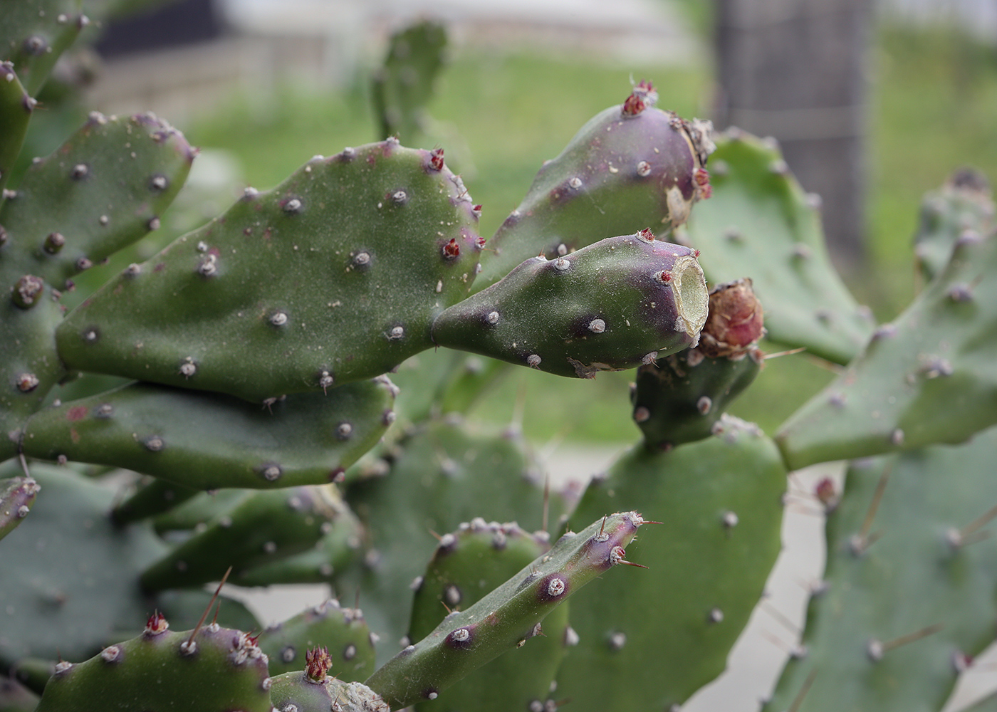 Image of genus Opuntia specimen.