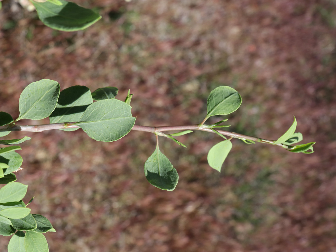 Изображение особи Atraphaxis pyrifolia.