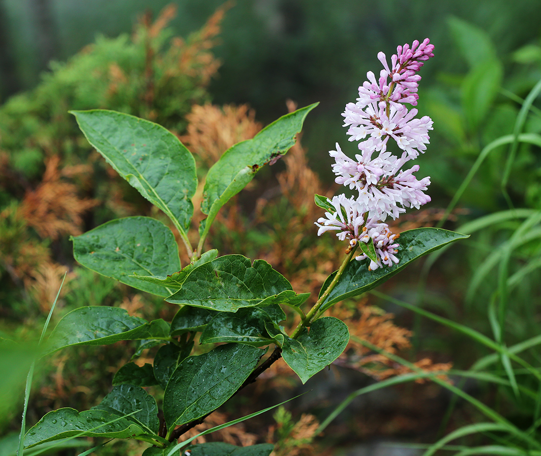 Image of Syringa wolfii specimen.