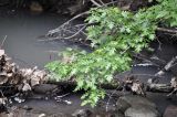 Crataegus pinnatifida