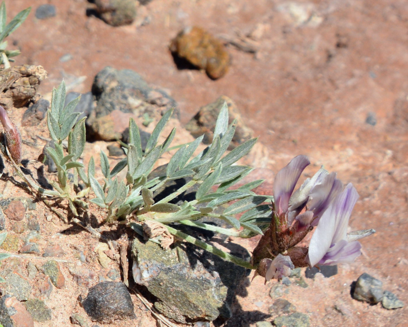 Image of Astragalus chomutowii specimen.